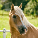 Haflinger