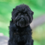 Affenpinscher