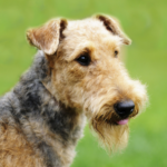 Airedaleterrier