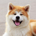 Akita