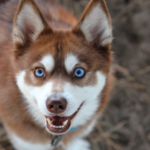 Alaskan klee kai