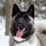 American akita