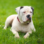 American bulldog