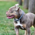 American bully