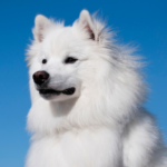 American eskimo dog