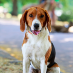 American foxhound