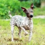 American hairless terrier