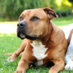 American staffordshire terrier