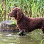 American water spaniel