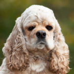 Amerikansk cocker spaniel, Kortklippt