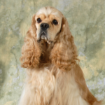 Amerikansk cocker spaniel Långklippt