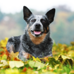 Australian cattledog