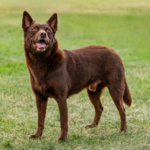 Australian kelpie