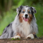 Australian shepherd