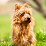 Australisk terrier