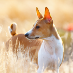 Basenji