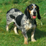 Basset bleu de gascogne