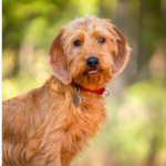 Basset fauve de bretagne