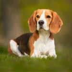 Beagle