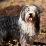 Bearded collie