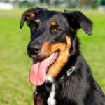 Beauceron