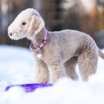 Bedlingtongterrier