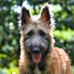 Belgisk vallhund - Laekenois