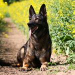 Belgisk vallhund - Malinois