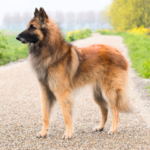 Belgisk vallhund - Tervueren