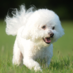 Bichon frisé