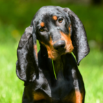 Black and tan coonhound