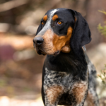 Bluetick coonhound