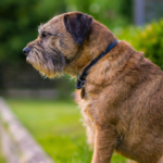 Borderterrier