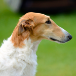 Borzoi