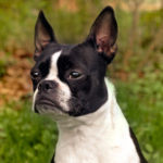 Bostonterrier