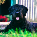 Bouvier des flandres