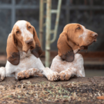 Bracco italiano