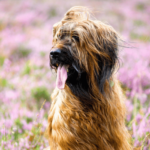 Briard