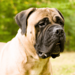 Bullmastiff