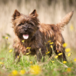 Cairnterrier