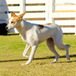 Canaan dog