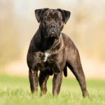 Cane corso