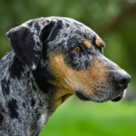 Catahoula leopard dog