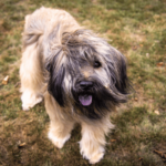 Catalan sheepdog