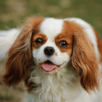 Cavalier king charles spaniel