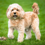 Cavapoo