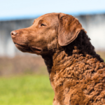 Chesapeake bay retriever