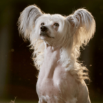 Chinese crested dog