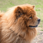 Chow chow Långhårig