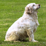 Clumber spaniel